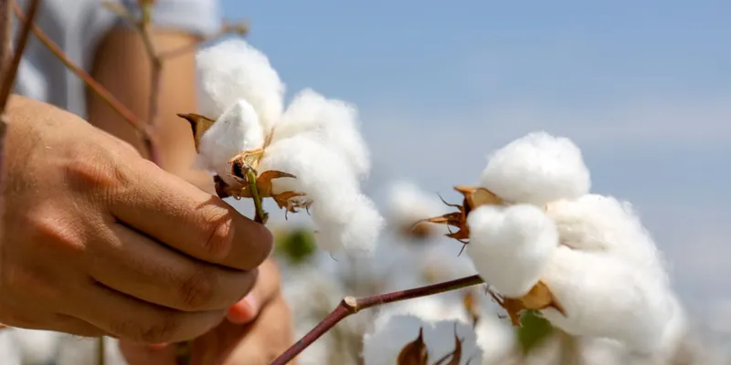 Strategic Cotton Import Duty Waiver a Relief for the Indian Textile Industry